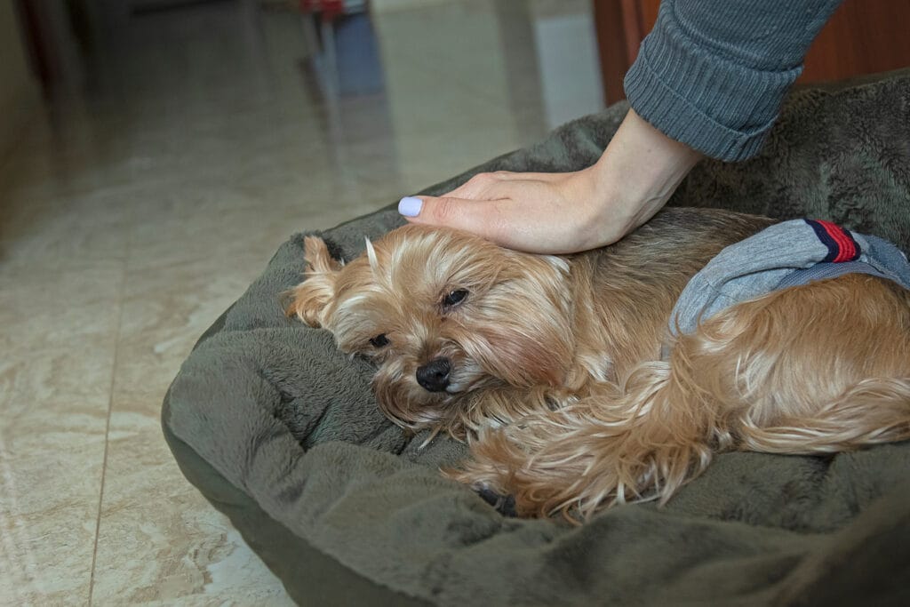 Person petting Yorkshire Terrier dog on bed - estate planning for pets